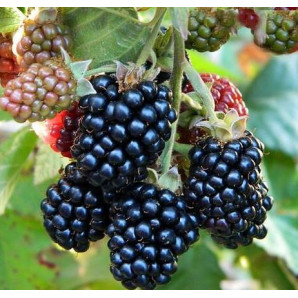 Саженцы ежевики сорт Оучита 1 летние, конт. P9 Саженцы ежевики сорт Оучита 1 летние, конт. P9