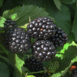 Саженцы ежевики сорт Лох Несс 1 летние, полуупакованные