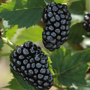 Саженцы ежевики сорт Натчез 2 летние, конт. 1.5 л Саженцы ежевики сорт Натчез 2 летние, конт. 1.5 л