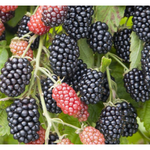 Саженцы ежевики сорт Небеса Могут Подождать 1 летние, конт. P9