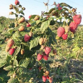 Саженцы малины сорт Брусвяна