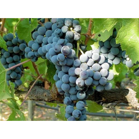 Виноград Кишмиш Королевский осенний Виноград Кишмиш Королевский осенний