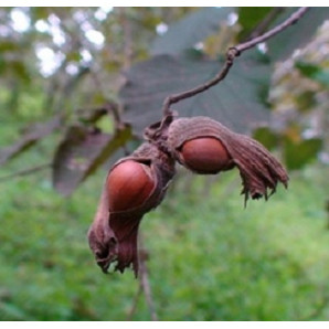 Фундук сорт Анакліурі, 1 річний