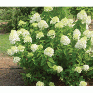 Гортензия метельчатая Limelight, конт. P9 Гортензия метельчатая Limelight, конт. P9