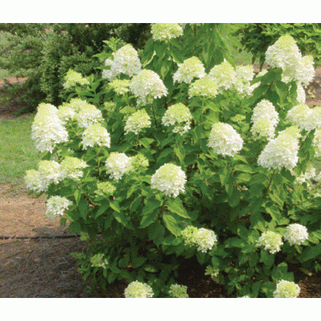 Гортензия метельчатая Limelight, конт. P9 Гортензия метельчатая Limelight, конт. P9