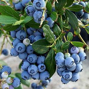 Саджанці лохини сорт Блюкроп 3 річні, конт. 7.5 л Саджанці лохини сорт Блюкроп 3 річні, конт. 7.5 л