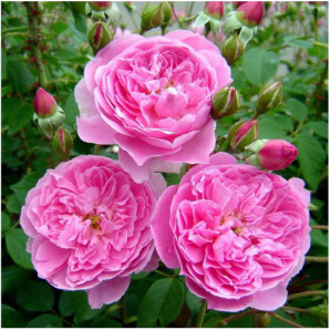 Саджанці троянд сорт Мерлін Саджанці троянд сорт Мерлін