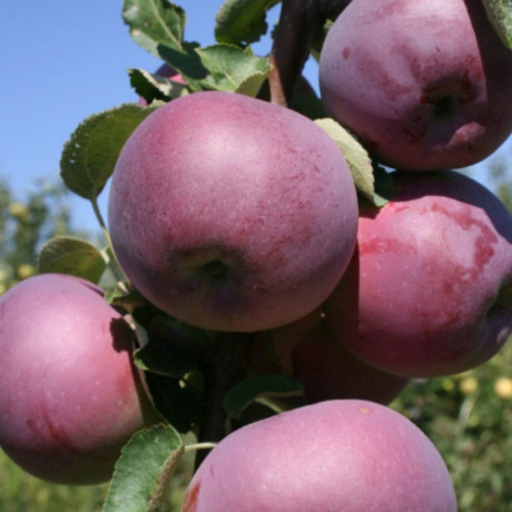 Яблуня літня сорт Вільямс Прайд, підщепа 54-118 Яблуня літня сорт Вільямс Прайд, підщепа 54-118