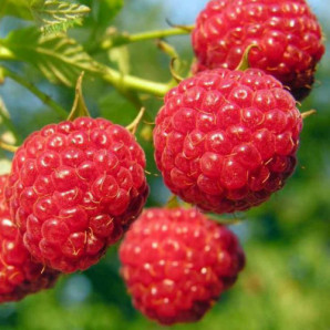 Саджанці малини сорт Фенікс Саджанці малини сорт Фенікс