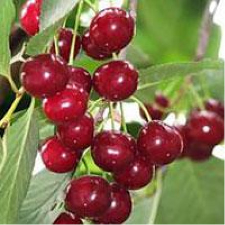 Вишня колоновидна сорт Колона, підщепа магалєпка