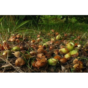 Фундук сорт Анакліурі, 2 річний