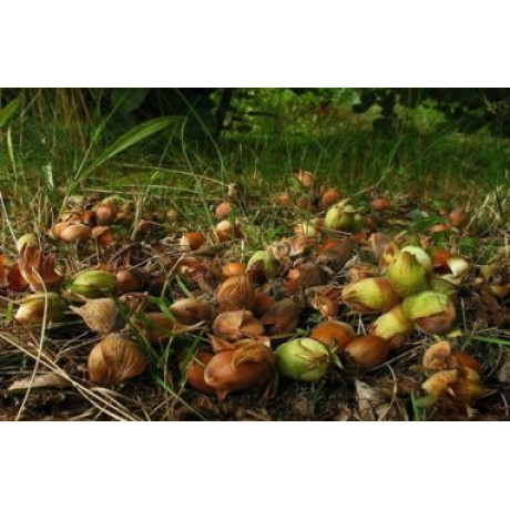 Фундук сорт Анакліурі, 2 річний