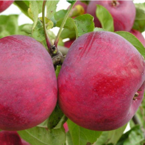 Яблоня осенняя сорт Макинтош, подвой 54-118 Яблоня осенняя сорт Макинтош, подвой 54-118