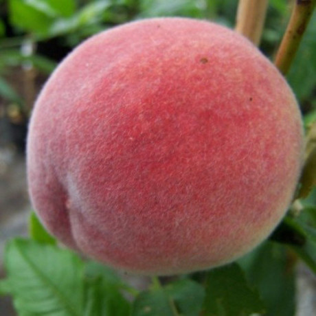 Персик сорт Ред Робин, подвой алыча