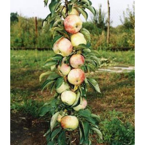 Яблоня колонновидная сорт Дюймовочка, подвой 54-118 Яблоня колонновидная сорт Дюймовочка, подвой 54-118