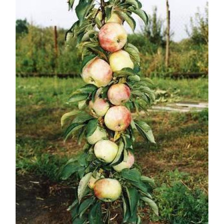 Яблоня колонновидная сорт Дюймовочка, подвой 54-118 Яблоня колонновидная сорт Дюймовочка, подвой 54-118