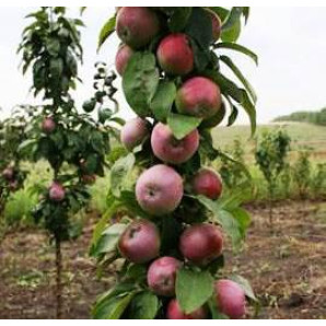 Яблоня колонновидная сорт Таскан, подвой 54-118 Яблоня колонновидная сорт Таскан, подвой 54-118