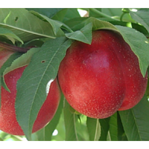 Нектарин сорт Магали Нектарин сорт Магали