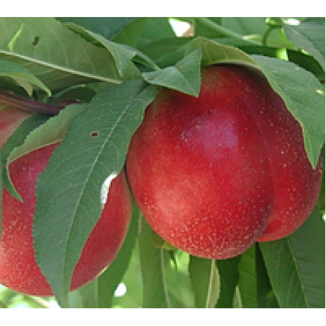 Нектарин сорт Магали