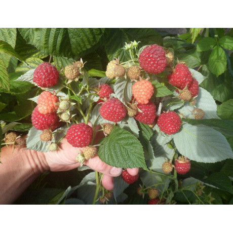 Саджанці малини сорт Імара Саджанці малини сорт Імара