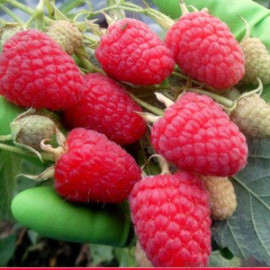 Саженцы малины сорт Мапема