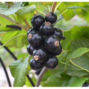 Смородина сорт Бона Смородина сорт Бона