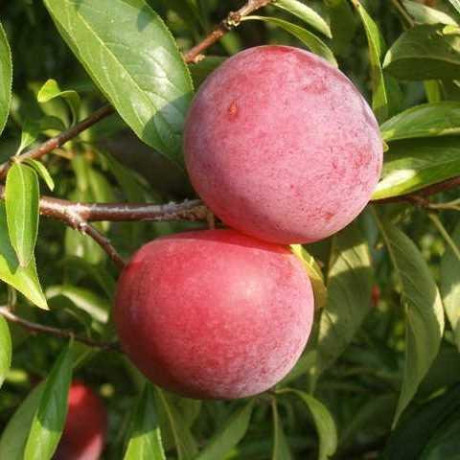 Алича сорт Рубі Кранч