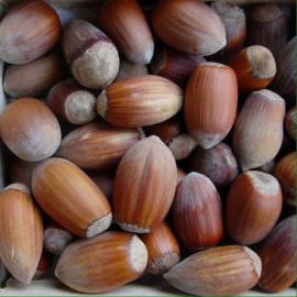 Фундук сорт Урожайний-80