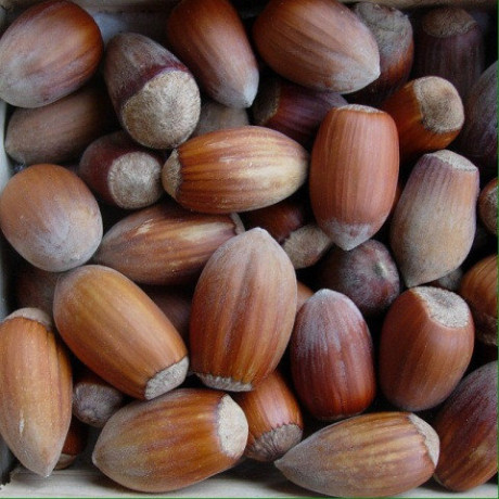 Фундук сорт Урожайний-80