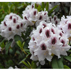 Рододендрон Calsap, горшок 5 л Рододендрон Calsap, горшок 5 л