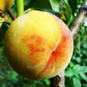 Персик сорт PF 13 Еллоу Пич, подвой миндаль Персик сорт PF 13 Еллоу Пич, подвой миндаль