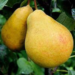 Саженцы груши летней сорт Трапезница, подвой ВА-29 Саженцы груши летней сорт Трапезница, подвой ВА-29