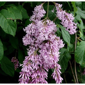 Сирень венгерская Сирень венгерская