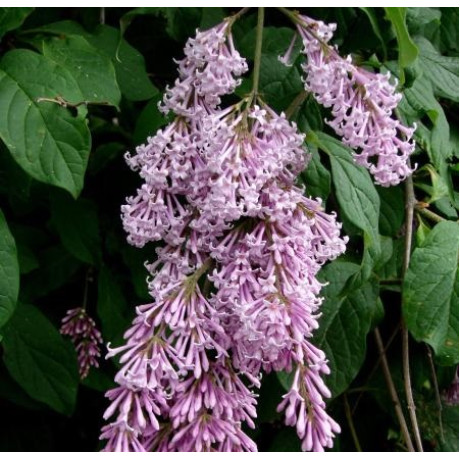 Сирень венгерская Сирень венгерская