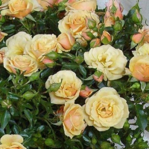 Саджанці троянд сорт Кремова Саджанці троянд сорт Кремова
