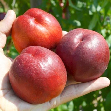 Нектарин сорт Биг топ 2 летний, подвой миндаль Нектарин сорт Биг топ 2 летний, подвой миндаль