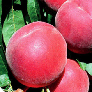 Персик поздний сорт Роял Ли, подвой алыча Персик поздний сорт Роял Ли, подвой алыча