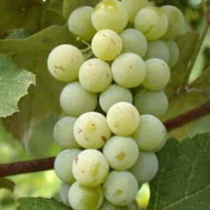 Виноград Луиза