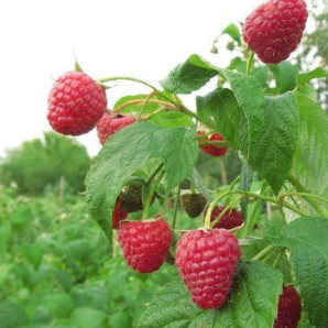 Саджанці малини сорт Соколиця Саджанці малини сорт Соколиця