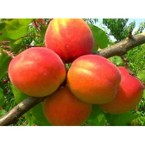 Абрикос сорт Цунами, подвой алыча Абрикос сорт Цунами, подвой алыча