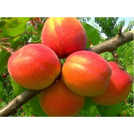 Абрикос сорт Цунами, подвой алыча Абрикос сорт Цунами, подвой алыча
