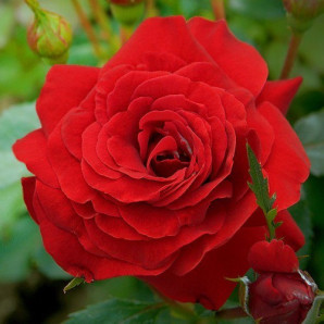 Саджанці троянд сорт Sunset (Захід) Саджанці троянд сорт Sunset (Захід)