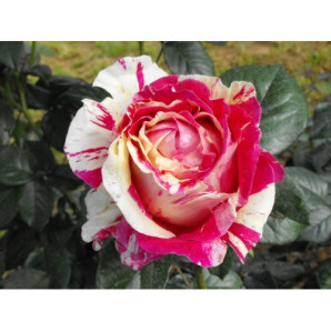 Саджанці троянд сорт Ваніла Фрайз Саджанці троянд сорт Ваніла Фрайз