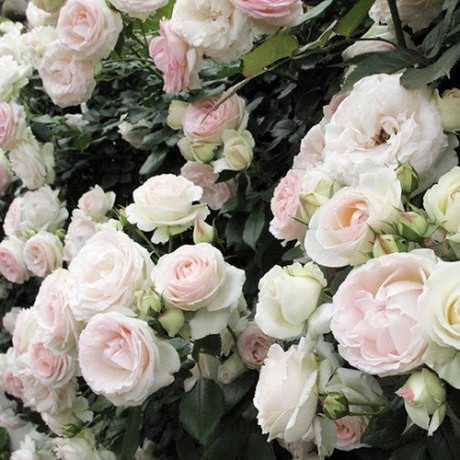 Саджанці троянд сорт Мон Блан 