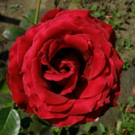 Саджанці троянд сорт Норіта