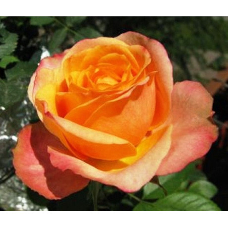 Саджанці троянд сорт Повний Місяць (Full Moon)