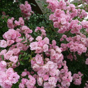 Саджанці троянд сорт Рожева Перлина Саджанці троянд сорт Рожева Перлина