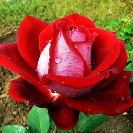 Саджанці троянд сорт Альянс Саджанці троянд сорт Альянс