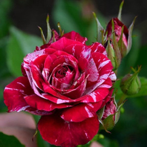 Саджанці троянд сорт Арров Фоліес (Arrow Folies) Саджанці троянд сорт Арров Фоліес (Arrow Folies)