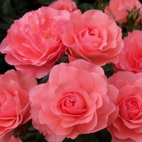 Саджанці троянд сорт Лінда